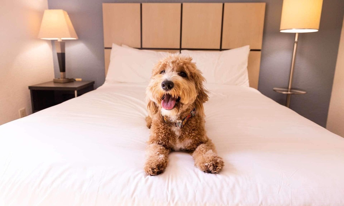 Morris Plains Hotel | 2 Classic 1BR Suites Perfect for Families Visiting NYC - Pets welcome