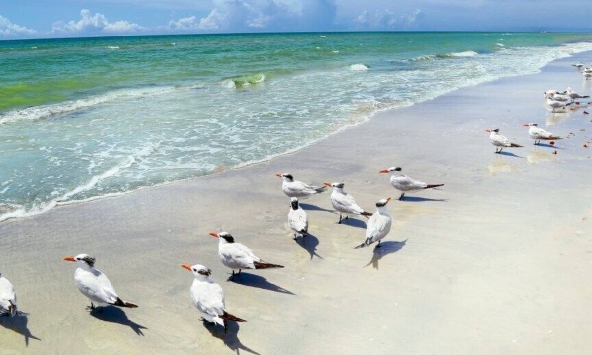 Redington Beach Condo | Redington Beach! Great condo and a perfect couples Getaway!