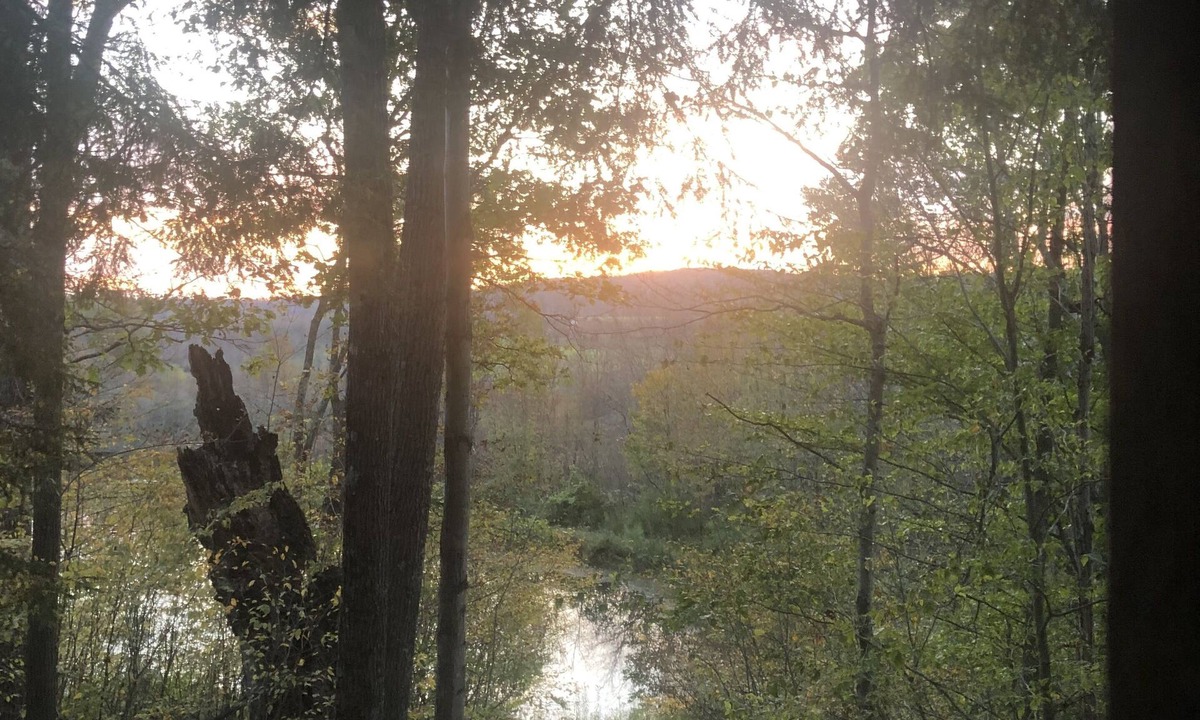 Hartwick Cabin | Secluded Cabin Nestled In The Trees Overlooking Fishing & Canoe Pond