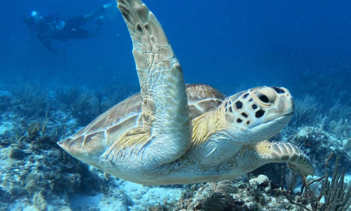 Key Largo Condo | Sunsets and Turtles – Key Largo Moon Bay Condo – Boat Slip/Lift Optional