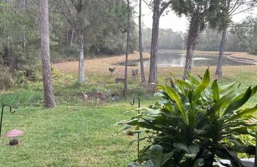 Westchase House | Like family-pet friendly 20 mi from the airport and 30 min from honeymoon beach