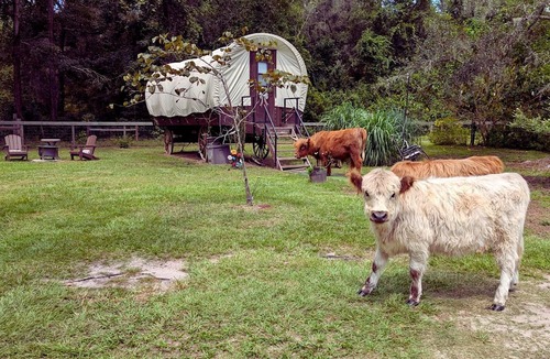 Putnam Hall Cabin | Luxury Highland Cow Glamping in Cozy Covered Wagon with Peaceful Farm Retreat in Melrose, Florida
