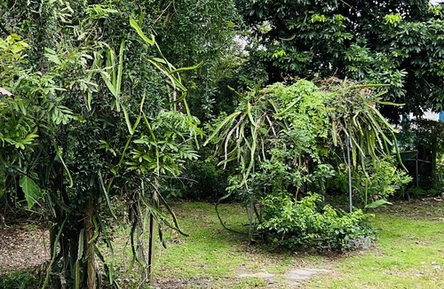 Orlando House | PROMO NOW: 3bdrm Fruit Tree Home near downtown Orlando