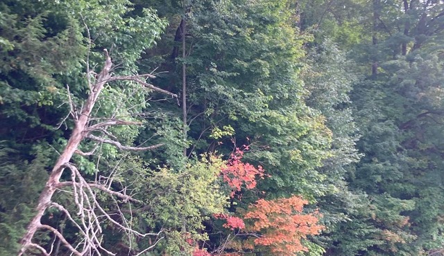 Beautiful cabin on the Manistee River
