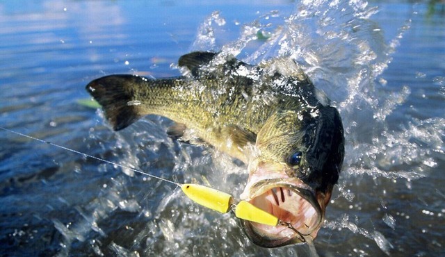 Private Boat Slip | Fish Off Your Own Private Dock