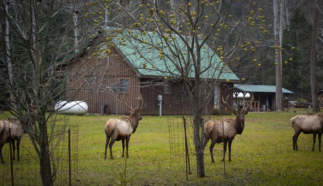 Rustic Getaway In The Heart Of The Pennsylvania Elk Range
