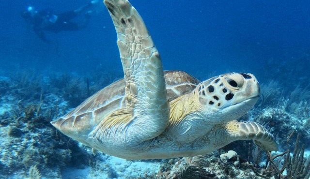 Sunsets and Turtles – Key Largo Moon Bay Condo – Boat Slip/Lift Optional