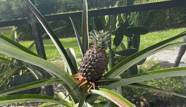 Tropical Paradise