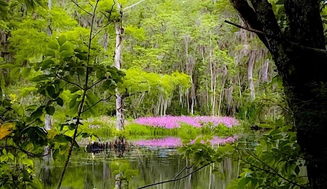 Wakulla River waterfront beautiful home directly on the river with dock