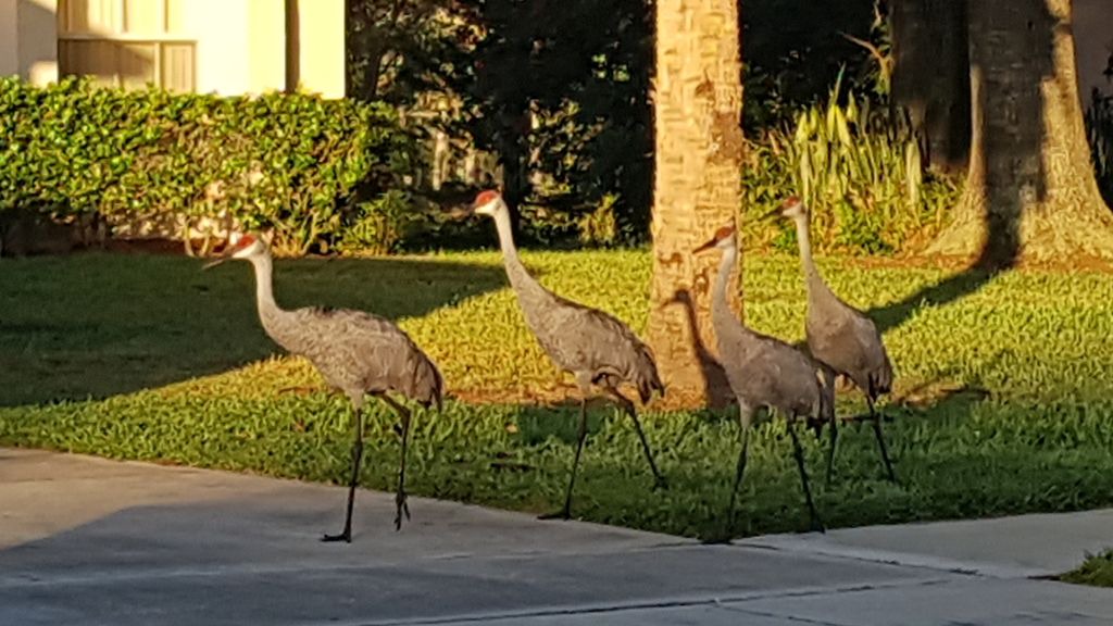 Photo of Others in Greater Groves