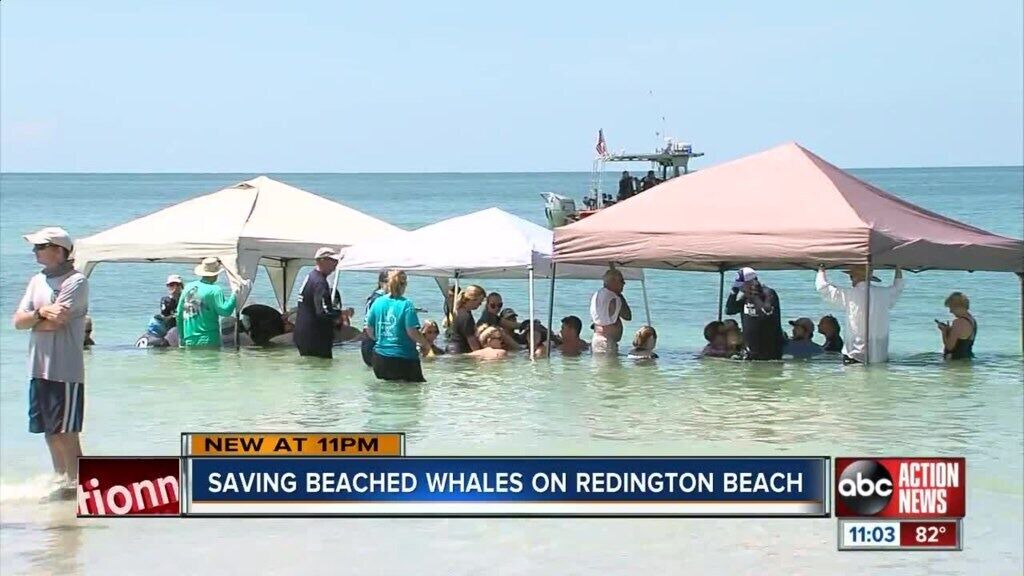Photo of Others in Redington Beach