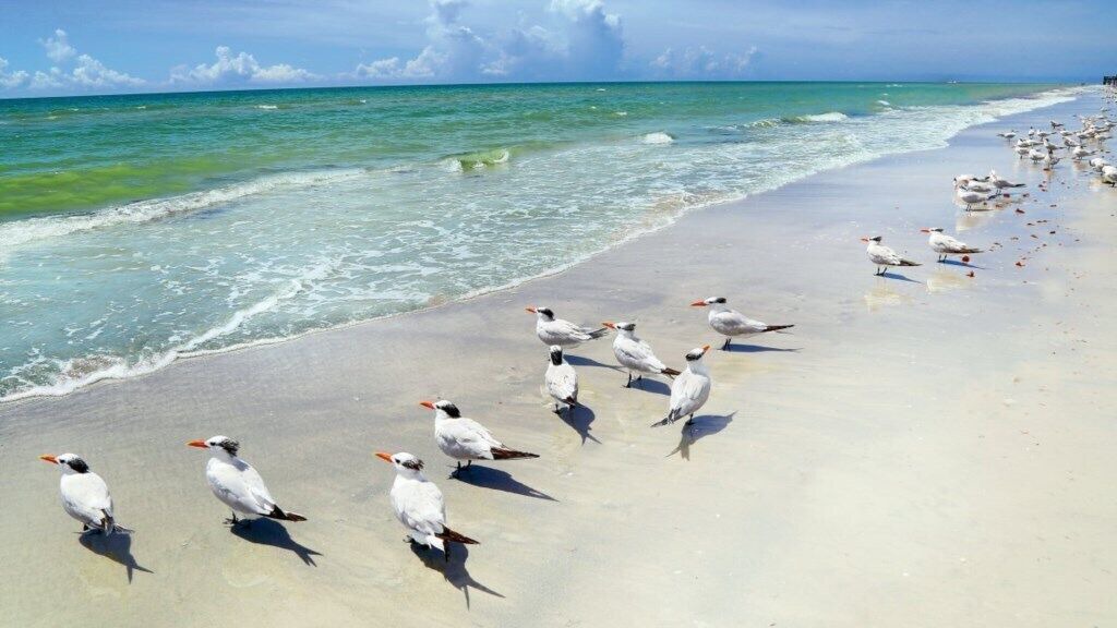 Photo of Others in Redington Beach