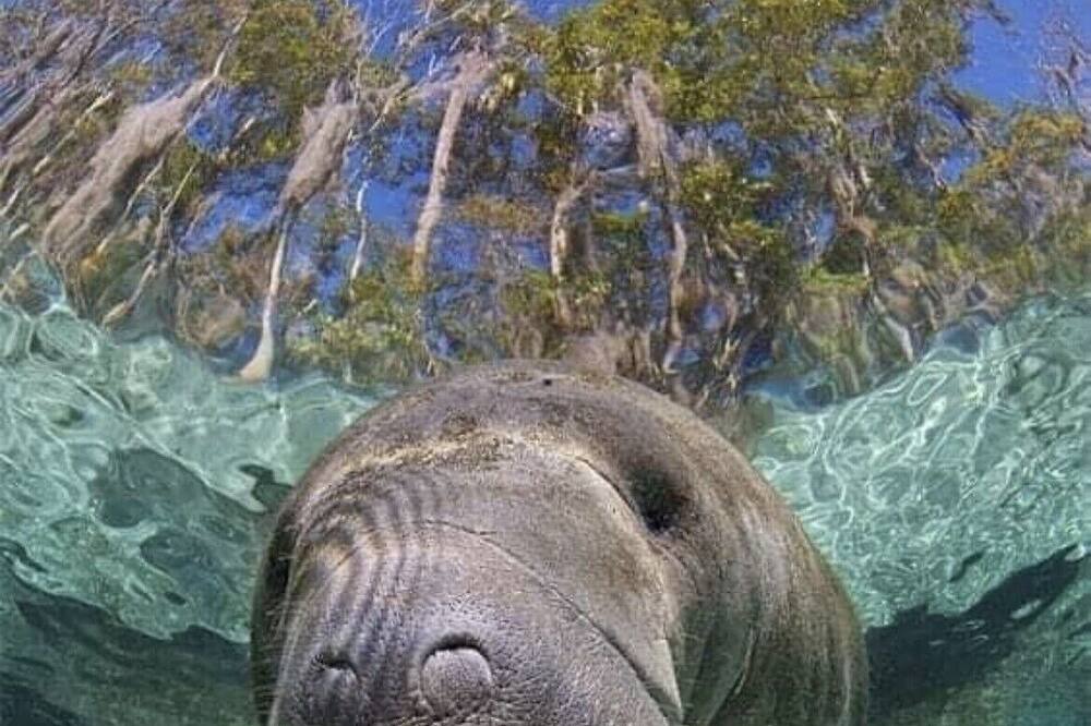 Photo of Others in Weeki Wachee Gardens