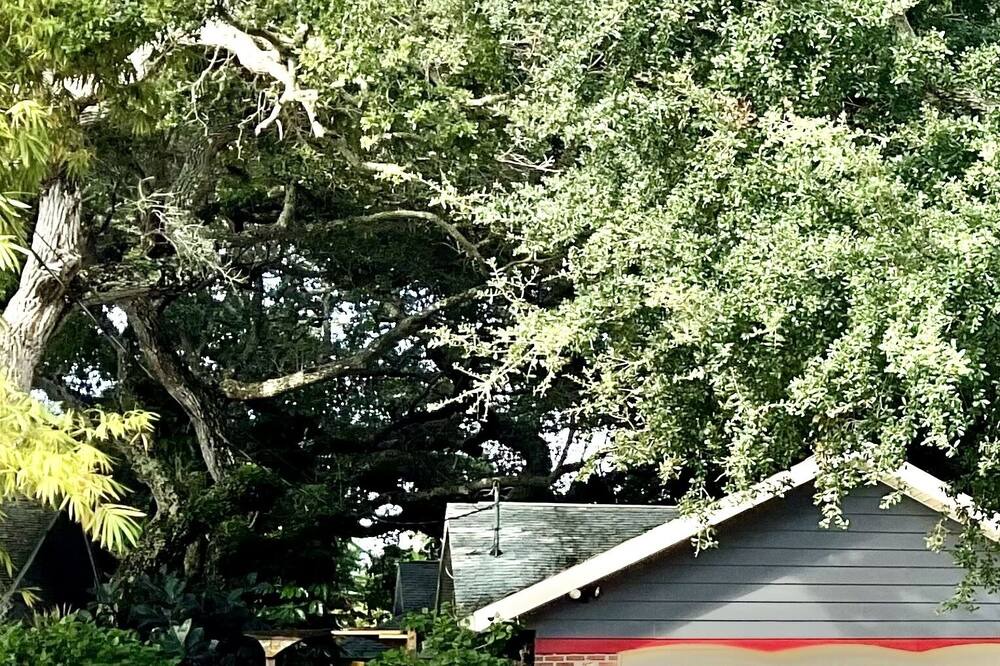 Photo of Outdoor in New Smyrna Beach