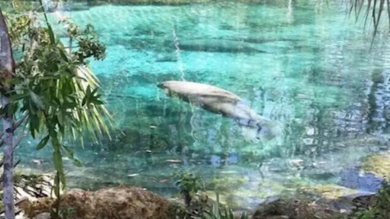Photo of Others in Crystal River