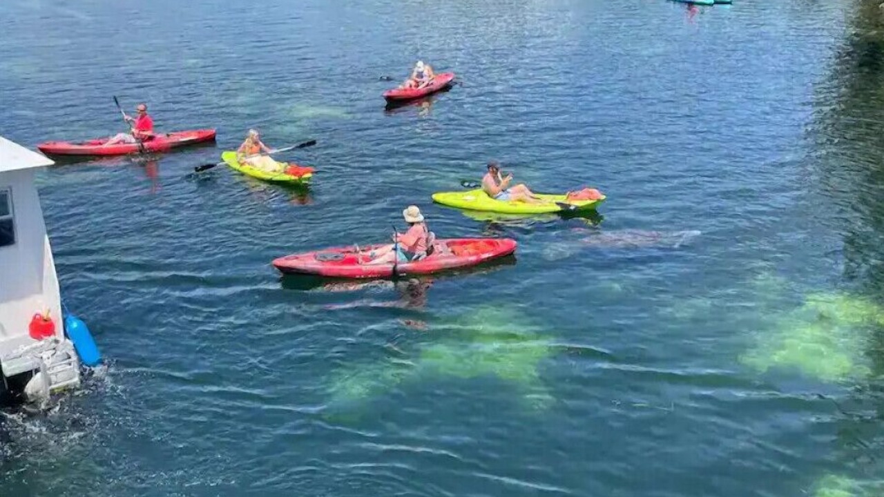 Photo of Others in Crystal River