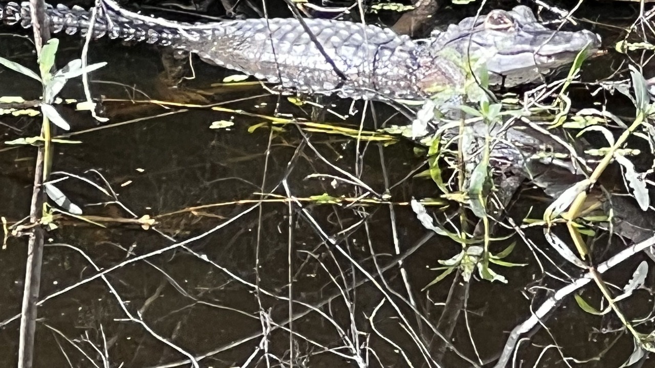 Photo of Others in Palatka
