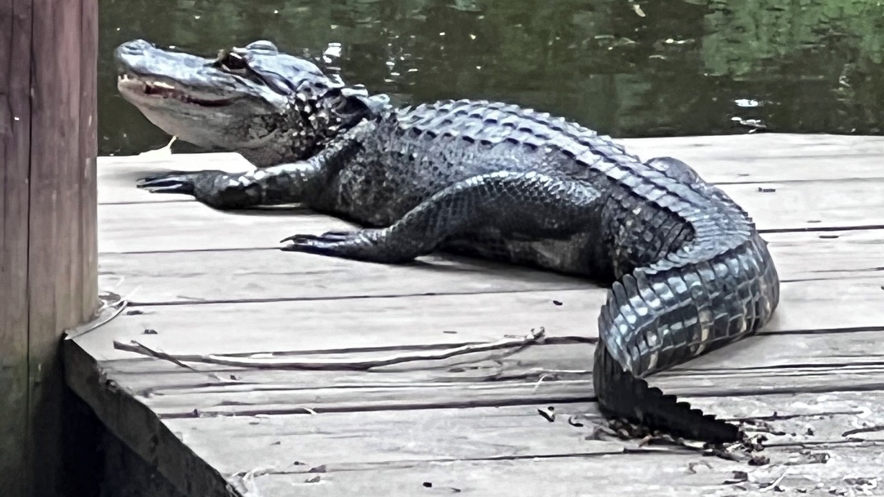Photo of Outdoor in Palatka