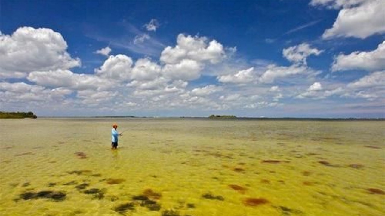Photo of Others in New Smyrna Beach