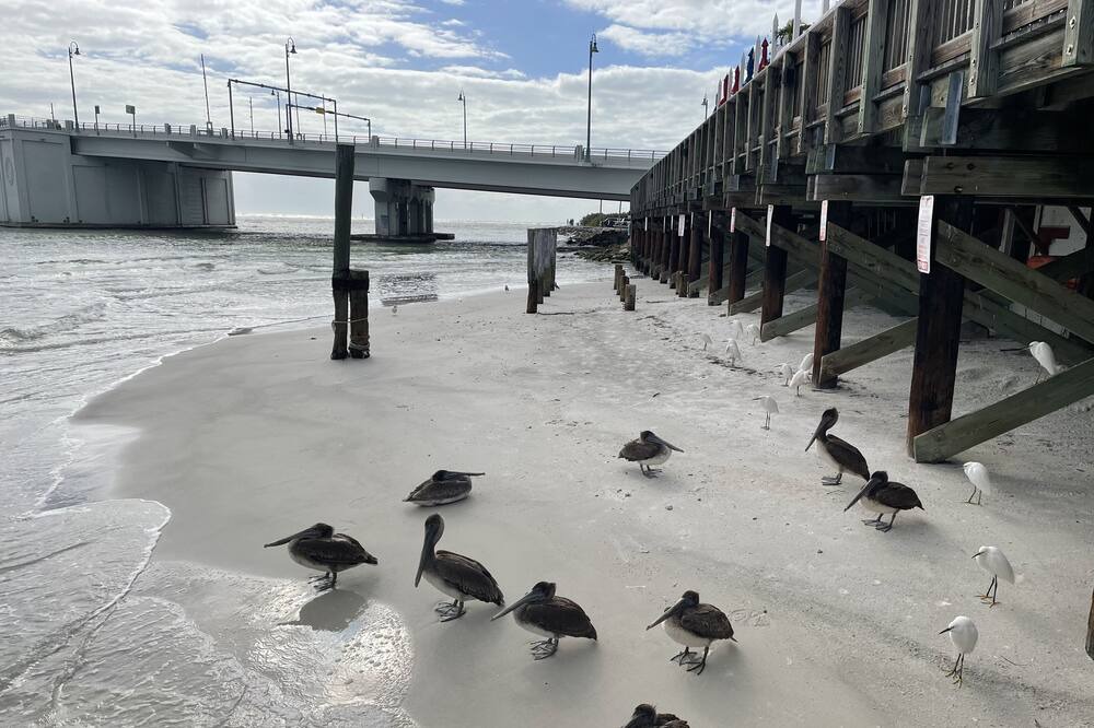Photo of Others in Madeira Beach
