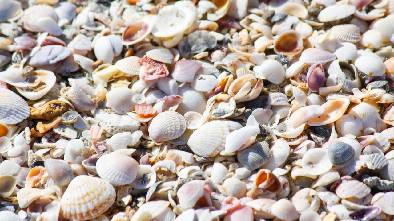 Photo of Others in Madeira Beach