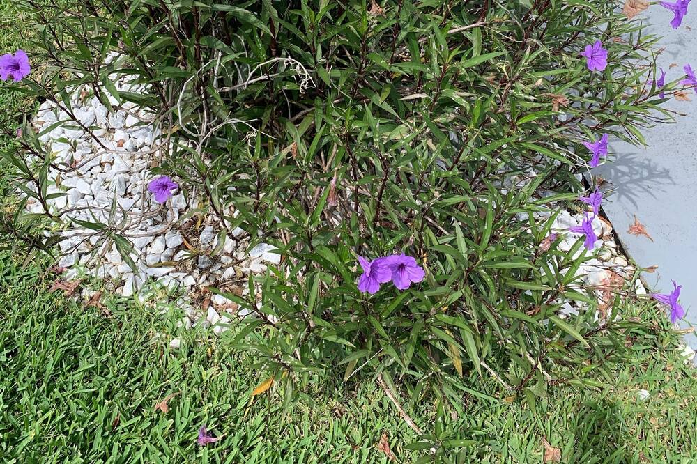 Photo of Outdoor in Mira Mesa