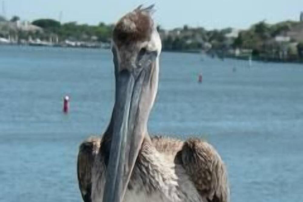 Photo of Others in Vero Beach