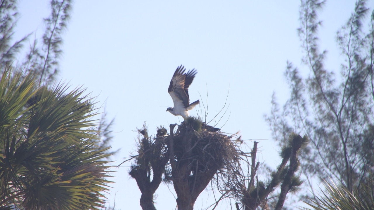 Photo of Others in Palm Island
