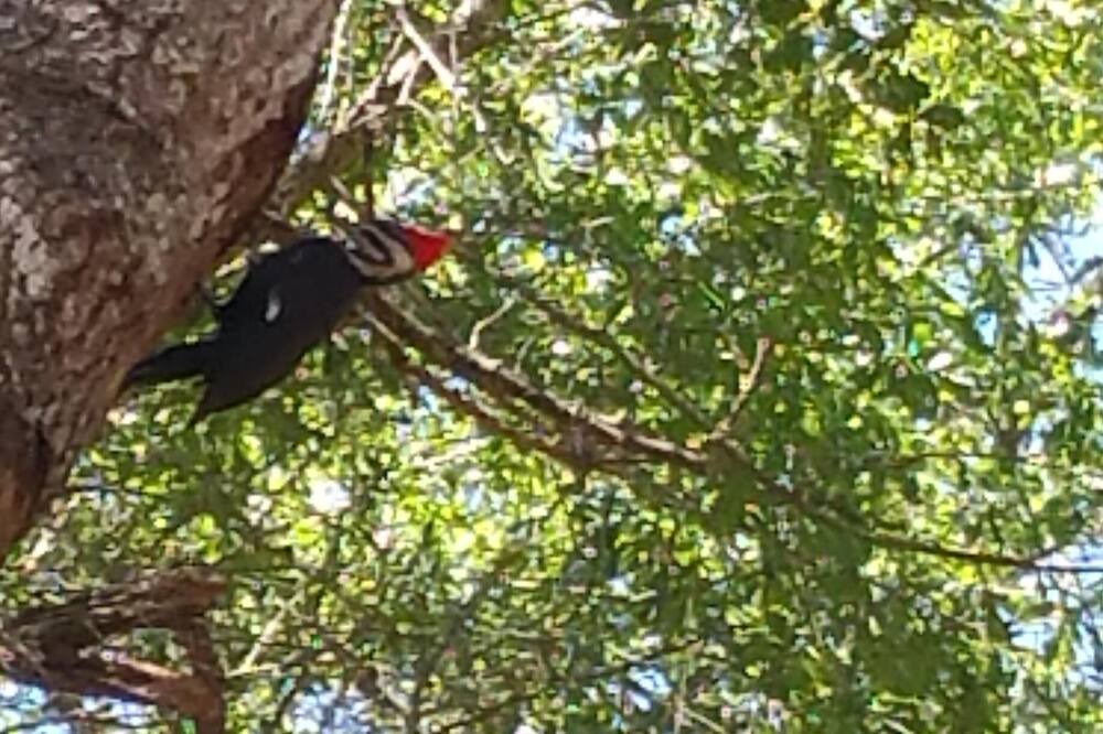 Photo of Others in Ocklawaha