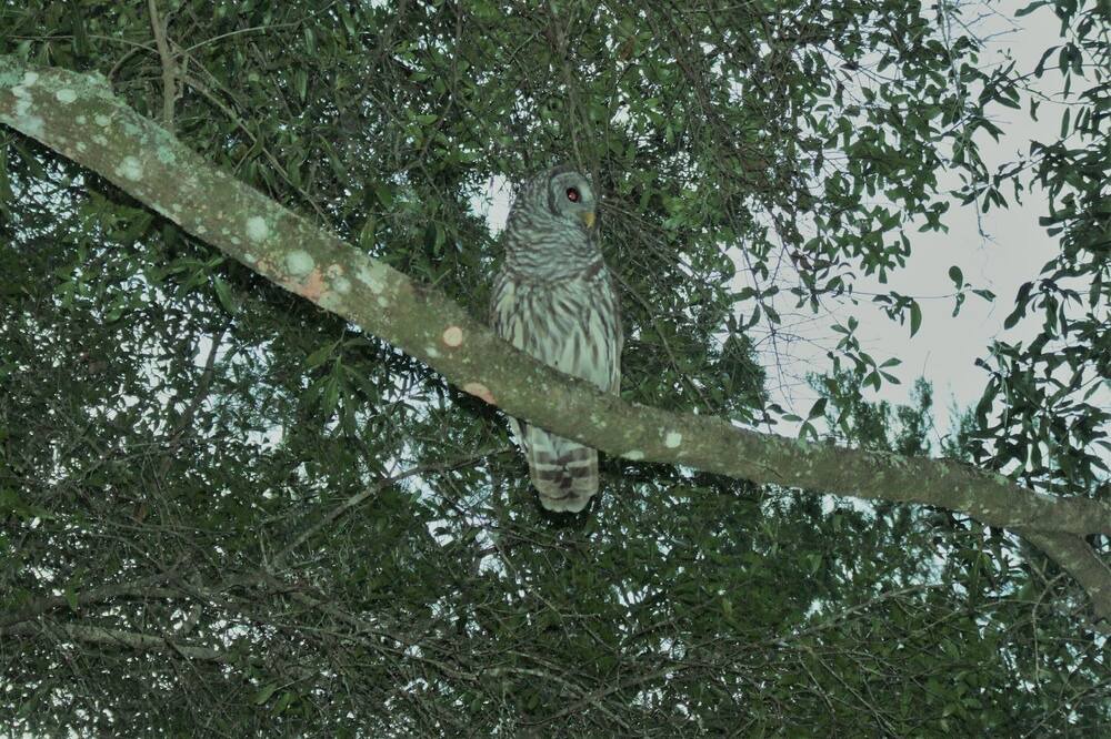 Photo of Others in Ocklawaha