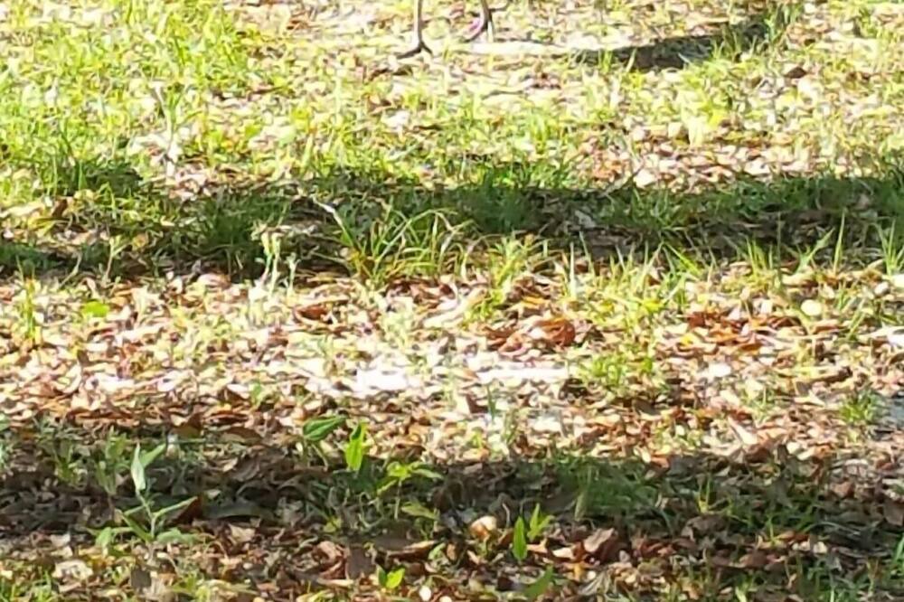 Photo of Outdoor in Ocklawaha