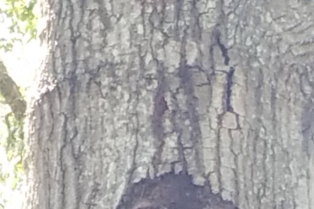 Photo of Others in Ocklawaha