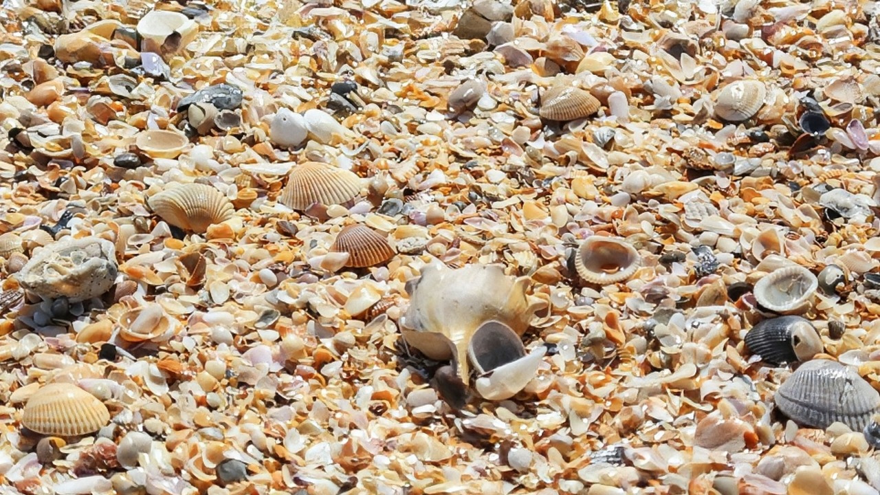 Photo of Outdoor in Vilano Beach