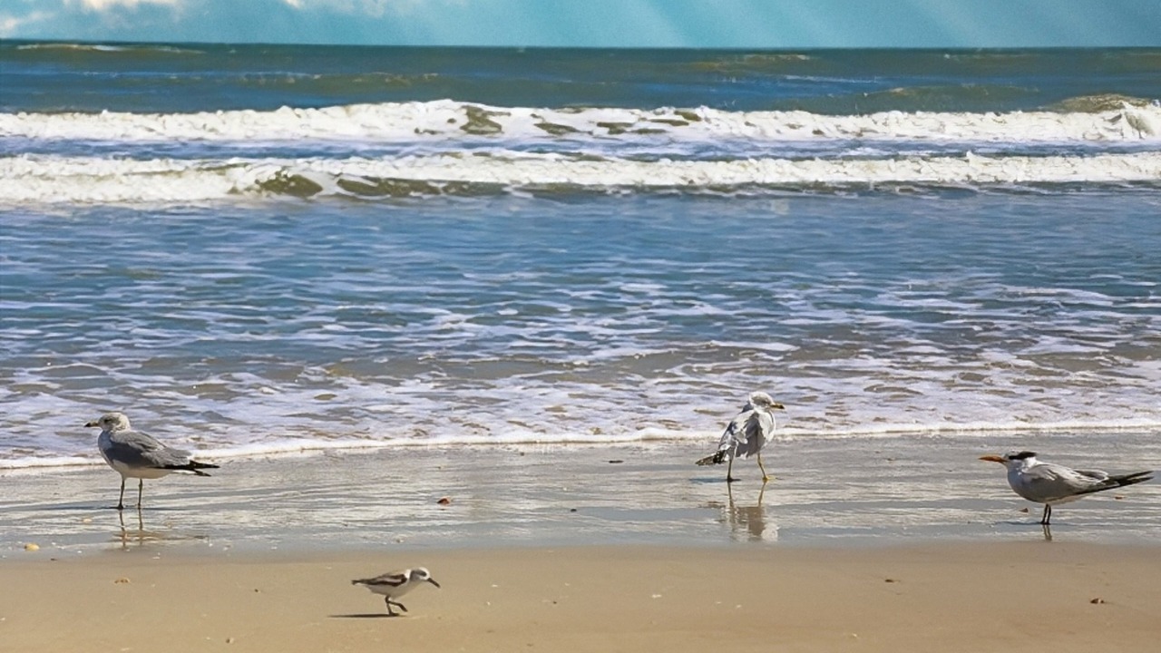 Photo of Others in Vilano Beach