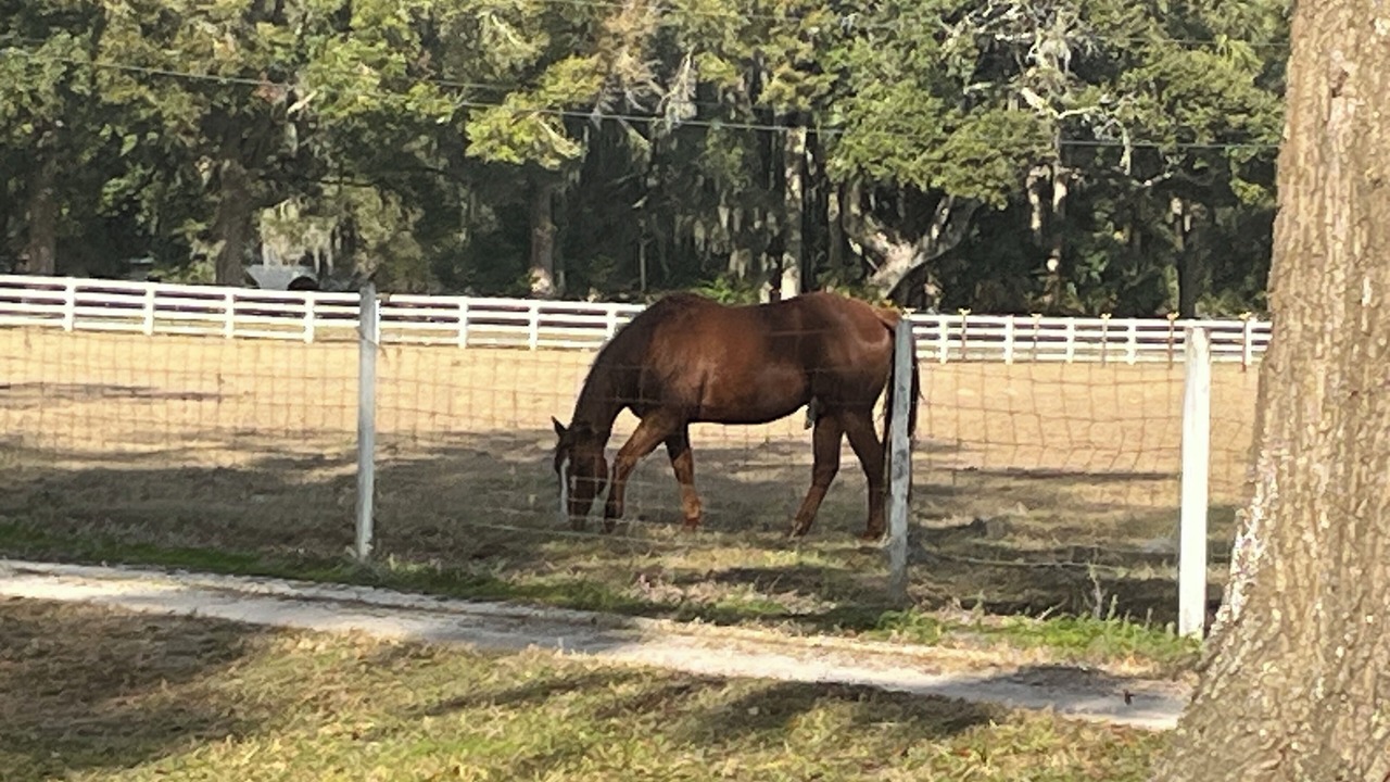 Photo of Others in De Leon Springs