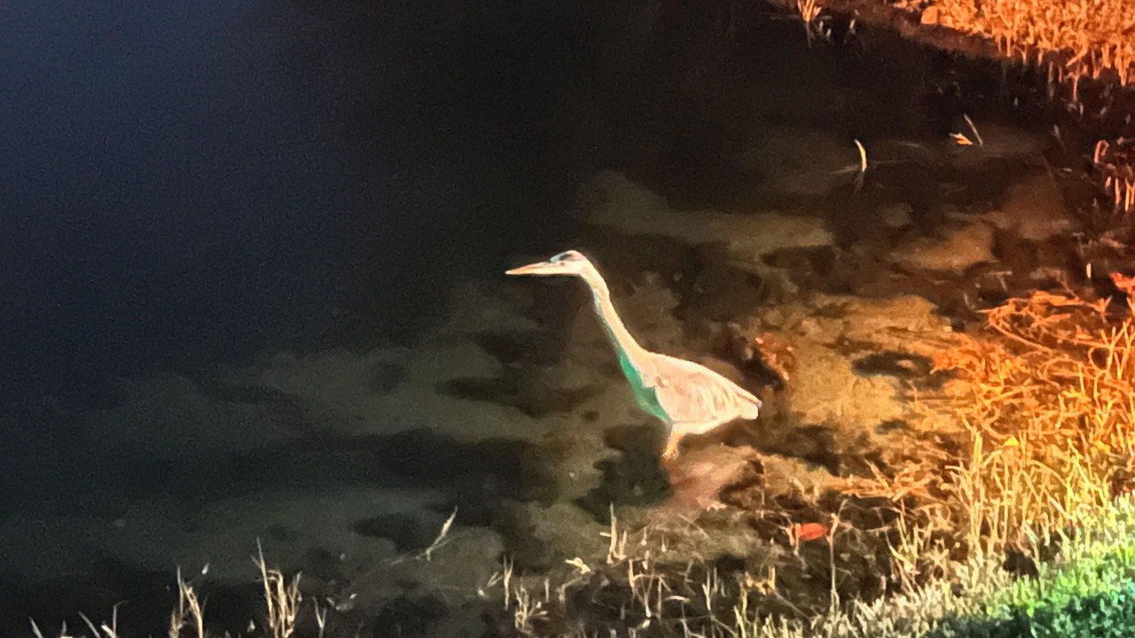 Photo of Others in Sarasota Springs