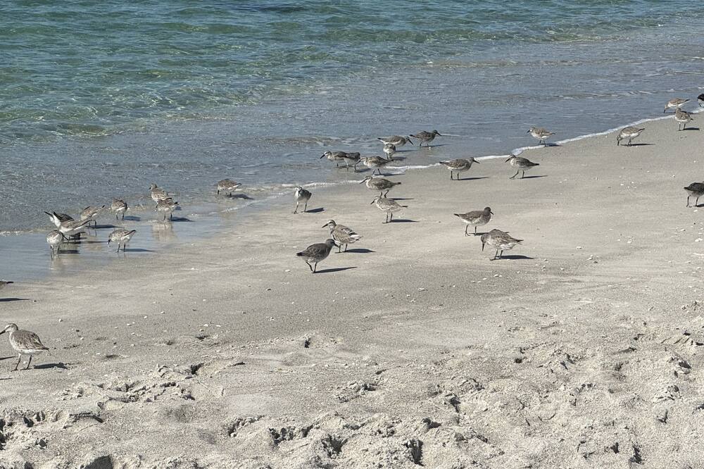 Photo of Others in Longboat Key