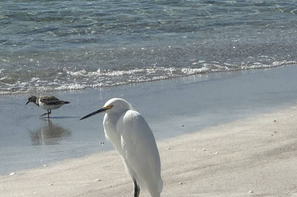 Photo of Others in Longboat Key