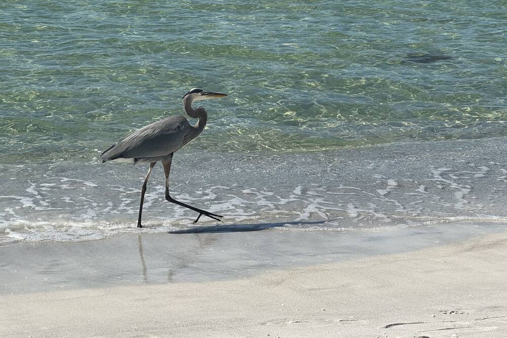 Photo of Others in Longboat Key