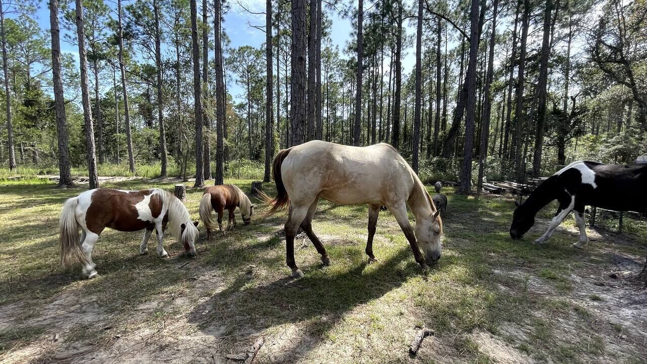 Photo of Outdoor in Florida Panhandle