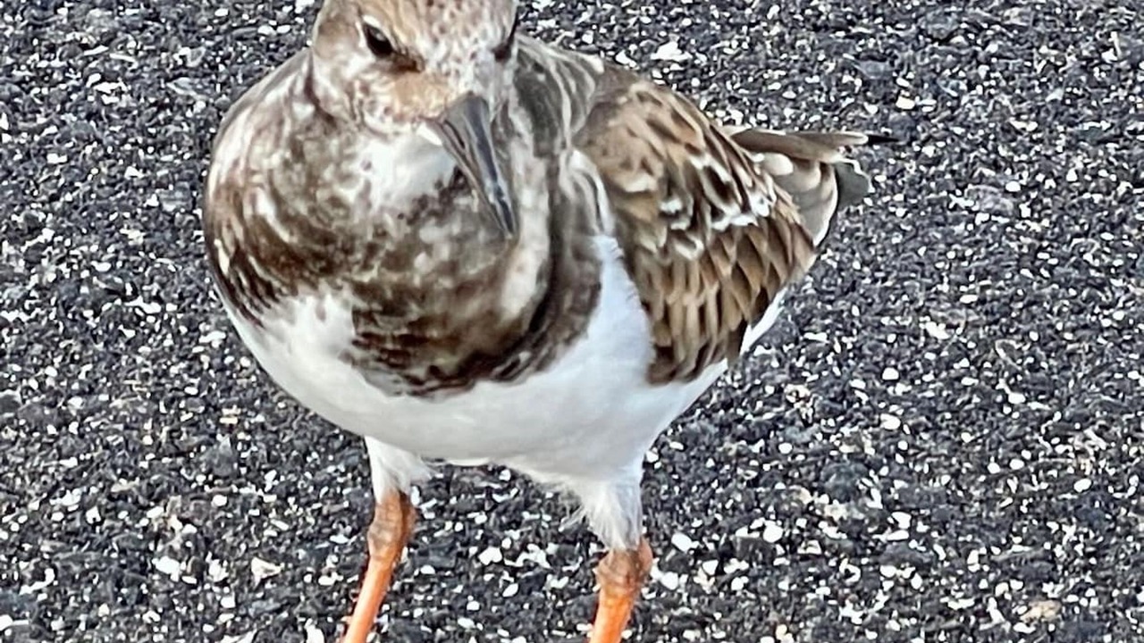 Photo of Others in Laurel