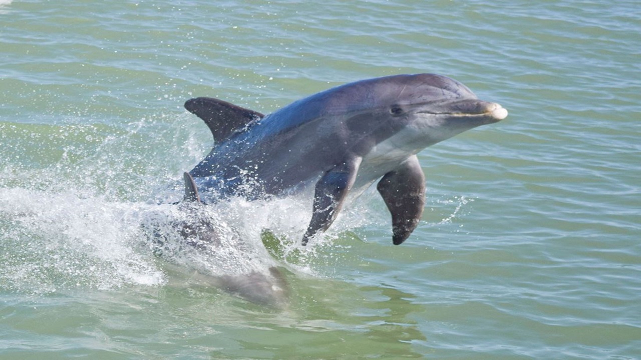 Photo of Others in Marco Island