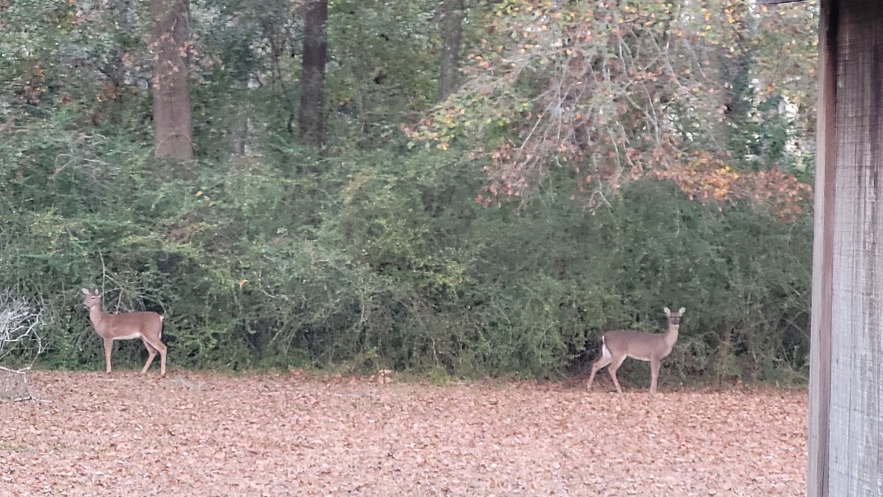 Photo of Others in Thomasville