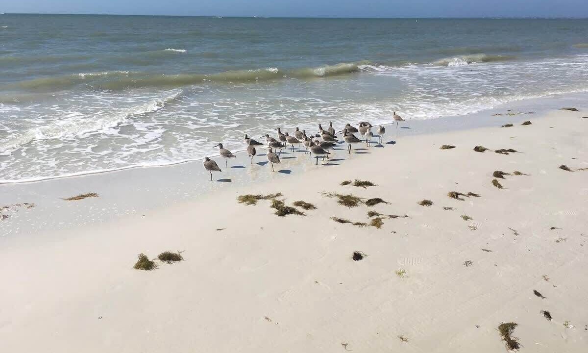 Photo of Others in Mid Island