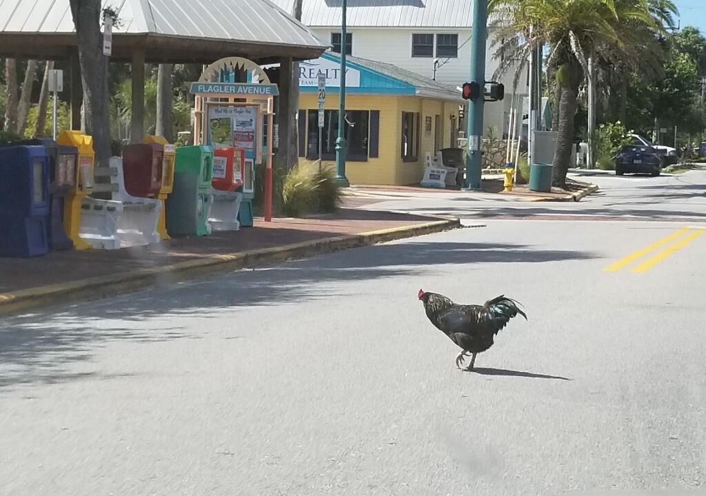 Photo of Outdoor in New Smyrna Beach
