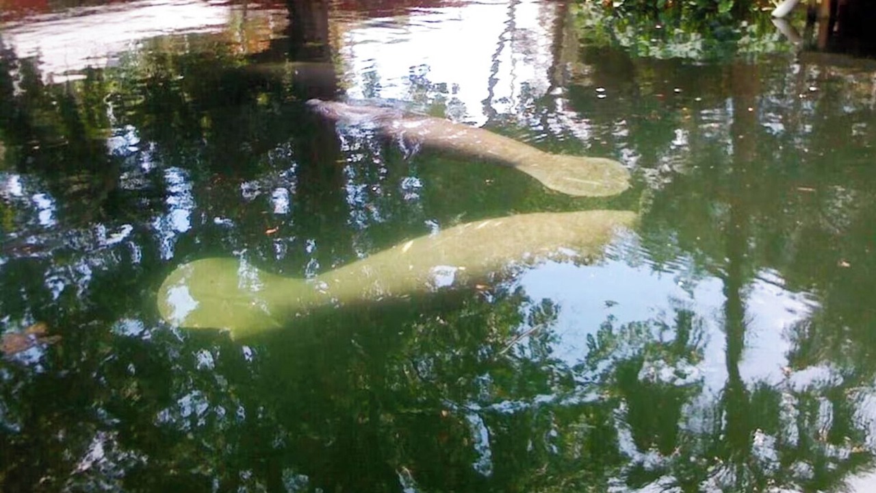 Photo of Outdoor in Weeki Wachee Gardens