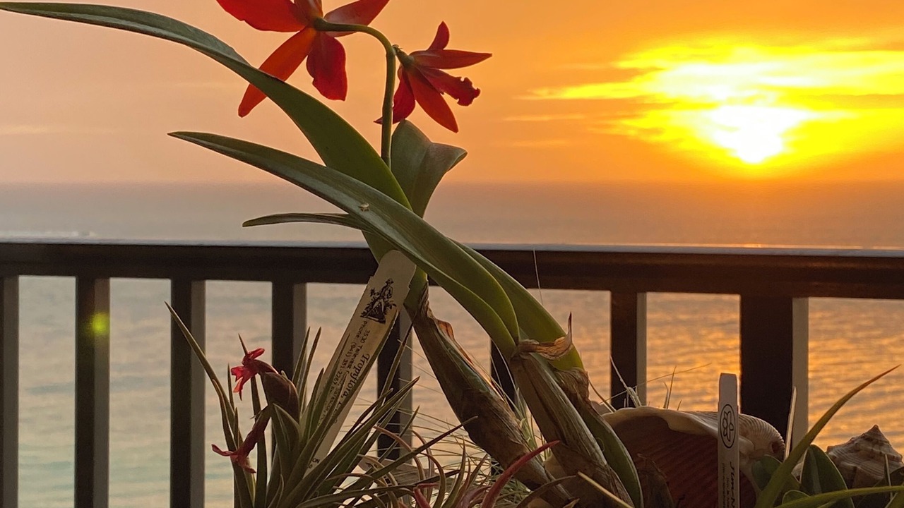 Photo of Others in Marco Island