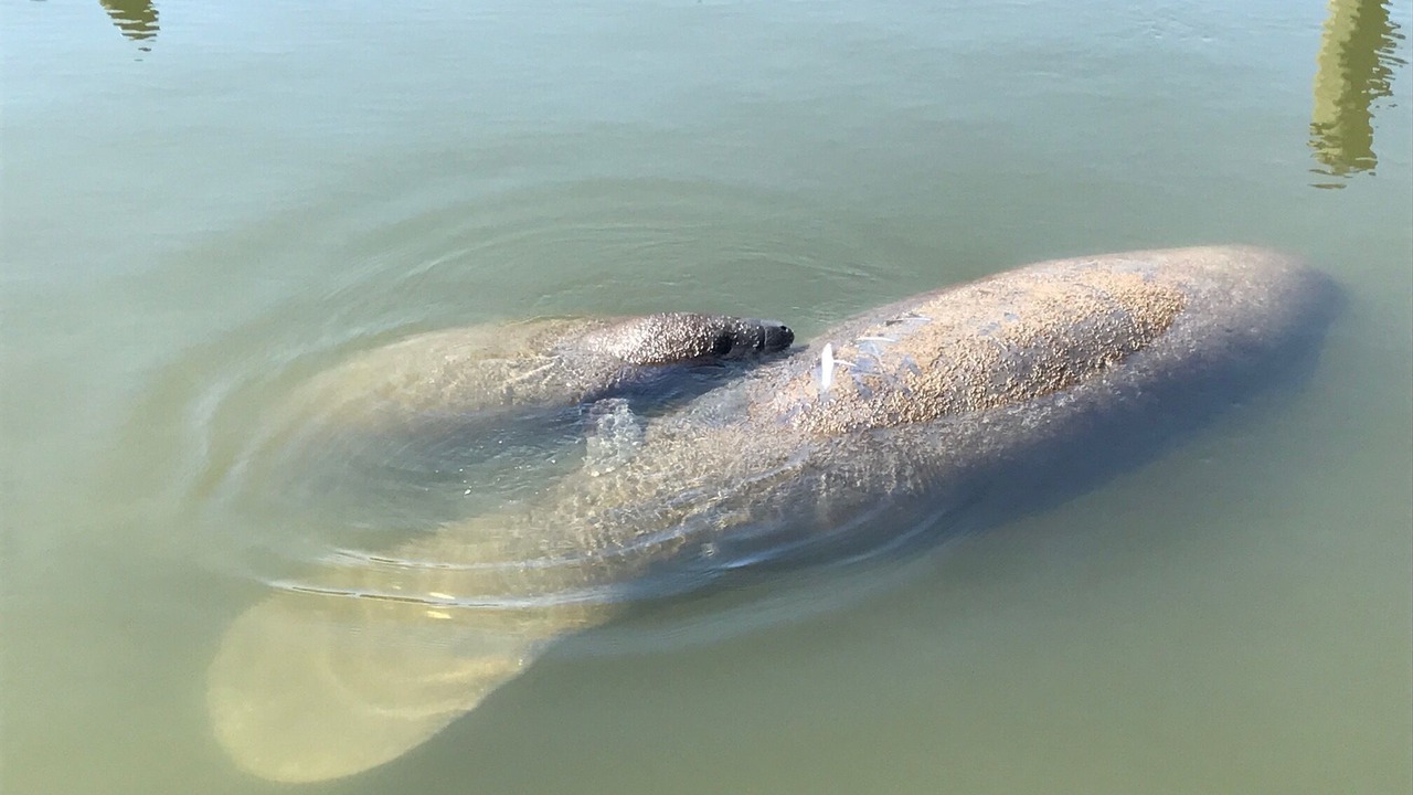 Photo of Others in North Captiva
