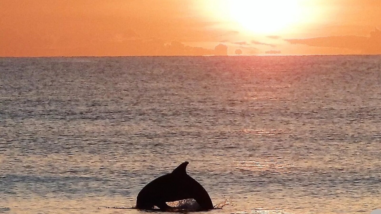 Photo of Others in Daytona Beach Shores