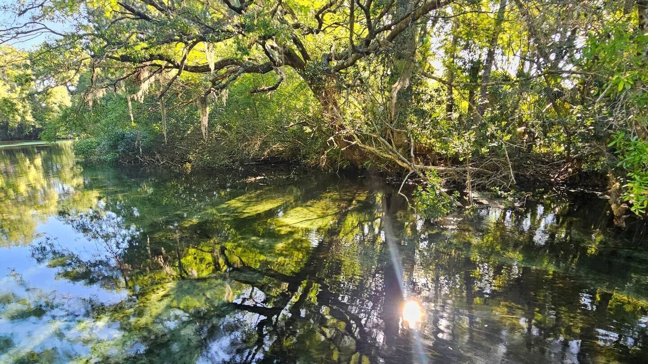 Photo of Others in Weeki Wachee Gardens